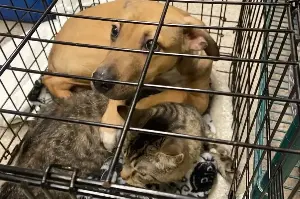 Dog and cat were abandoned during a heatwave – and what the puppy does melts rescuers' hearts