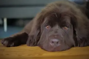 Dog Expert Reveals 5 Best Breeds That Help Owners With Anxiety