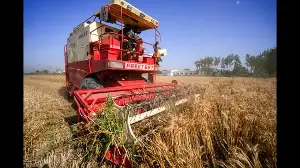 Punjab agriculture department reports 2-quintal per acre dip in wheat yield after crop-cutting experiments