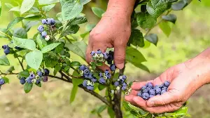 What to Do With a Blueberry Bush in June – 4 Key Jobs to Help Protect Your Delicious Harvest