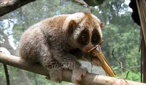 Four new rare animal species discovered in Than Sa - Phuong Hoang Nature Reserve.