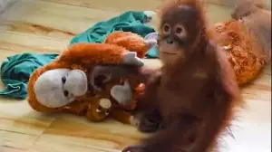 Rescued baby orangutan falls ill at Odisha's Nandankanan zoo, officials on alert