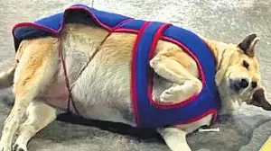 Late Gola crowned favourite ‘fat dog’ of Delhi, defeats competitor Googoo by 40,000 votes