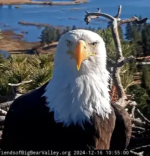 ‘You gave us hope’: Fans of famed Big Bear bald eagle Jackie respond to her death