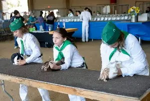 Floppy ears, round noses mean business to these California State Fair competitors