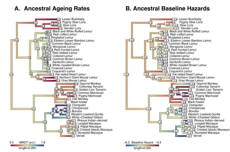 Primate aging rates remained constant across 25 million years of evolution