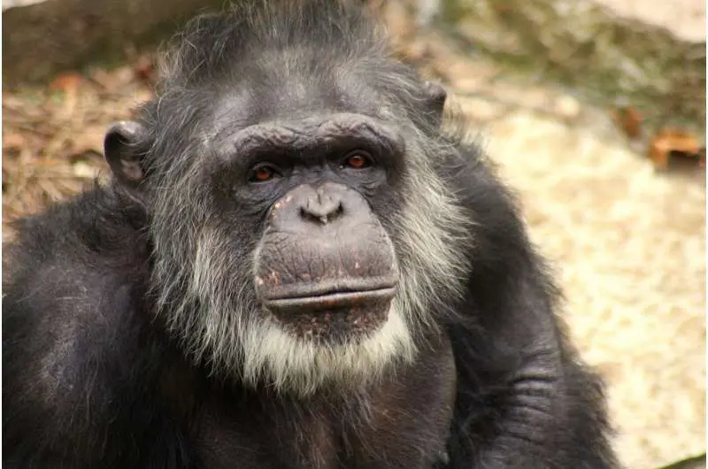 old chimpanzee