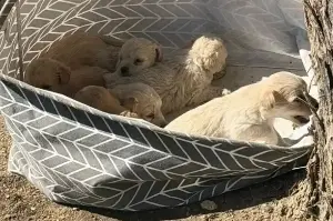 Dog rescuer discovers laundry basket of abandoned pups: "I prayed the whole way there"