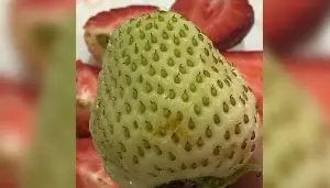'Snow White': Growing popularity of rare white strawberries