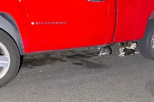 Dog rescuer spends her night catching three little pooches: "And what a rescue it became!"