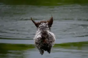 It’s like a dog Olympics, except skill and training are optional