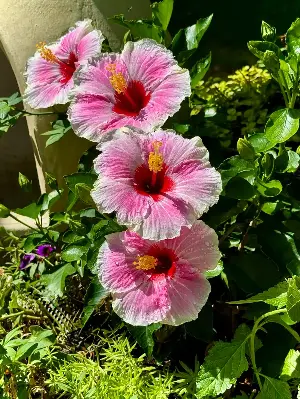 On Gardening: Hollywood Hibiscus will give you that island life