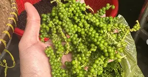 Pepper prices today, July 16, 2026: Dak Lak maintains the price of 140,000 VND/kg, export turnover increases by 12.1%.