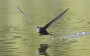 The ‘heartbreaking’ race to save Britain’s swifts from Network Rail