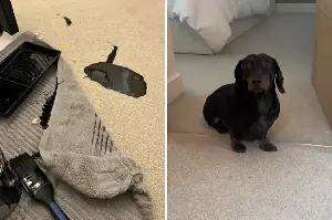 Dachshund Spills Paint on Carpet, Response Says It All—‘Couldn’t Care Less’