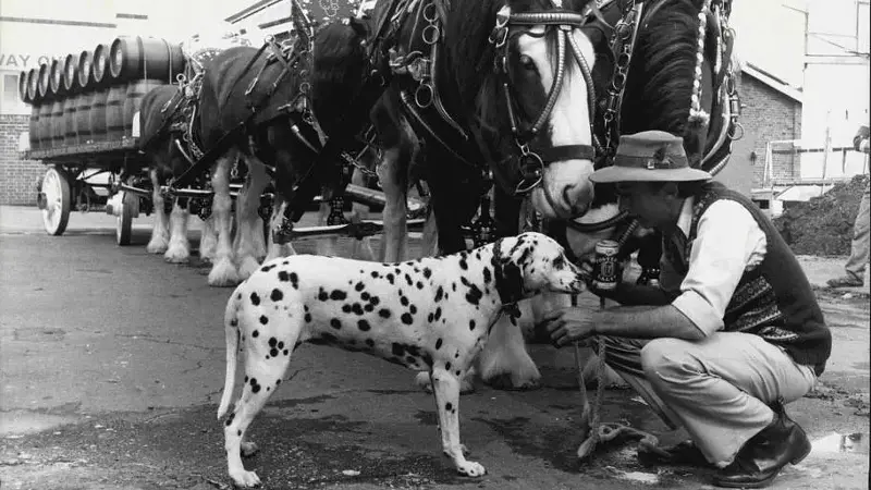 Carlton's famous six-horse team of Clydesdales paraded through thestreets of Sydney today, celebrating the start of Fosters Lager & Victorian Bitter from Tooth Breweries Pty. Ltd. Clyde warehouse.Team Driver, Terry Goodear sharing a drop of bear with his