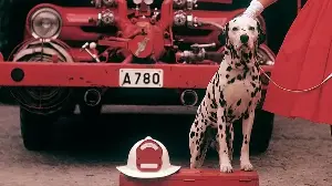 Why Are Dalmatians Associated With Firefighters?