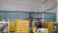 Lam Dong produces green products for export.