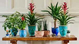 Nothing I Tried Stopped Gnats Until I Made These 5 Changes – My Houseplants Have Been Pest-Free Ever Since