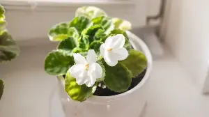 What Your African Violets Really Need in March – For Elegant Blooms That Last from Spring to Summer