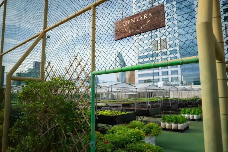 The Rooftop Farm at Centara Grand and Bangkok Convention Centre at CentralWorld.