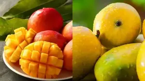 Alphonso Vs Kesar Mango Nutrition Faceoff: Comparing Fiber Antioxidants And More For Smart Summer Choices