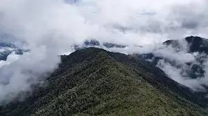 The 15 Countries With the Most Forest in 2025, Ranked