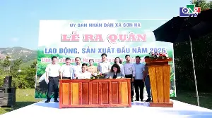 Pilot project for commercial pineapple cultivation in Son Ha commune.