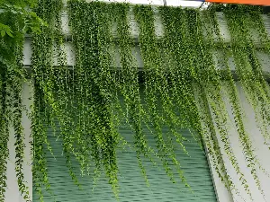 Top 5 trailing balcony plants to make your home greener and more refreshing.
