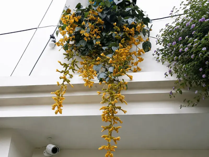 wild orchid.jpg