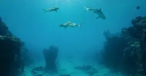 Scientists have directly observed less than 0.001 percent of the deep ocean floor — an area comparable to the state of Rhode Island — despite decades of exploration, according to a global dataset of 44,000 deep-sea dives compiled by the Ocean Discovery League