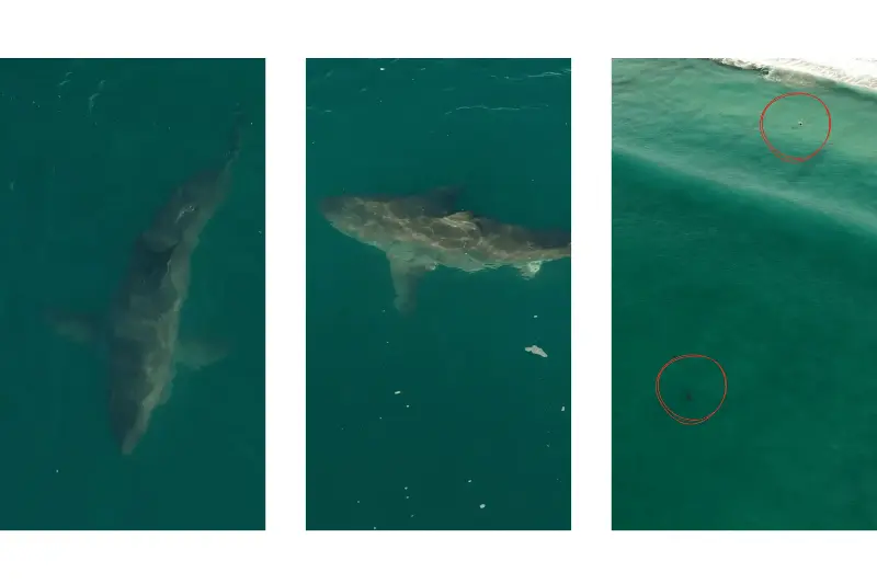 Images captured by Sanctuary Cruises of two sharks swimming near Marina Beach in California on Tuesday, October 20, 2026