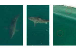 California issues beach warning after multiple sharks spotted