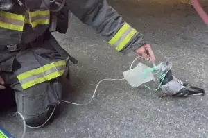 Firefighters help tiny pigeon recover from smoke inhalation in adorable rescue!