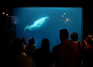 Commentary: The time for keeping beluga whales captive for our entertainment has passed