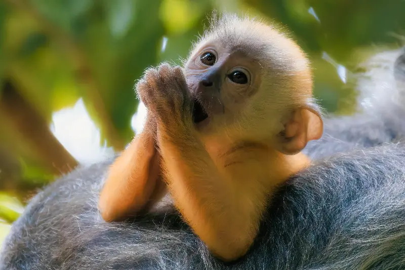 Baby langurs have adorable expressions, while mother langurs fiercely protect their offspring within the troop - Photo 1.