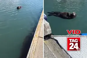 Viral Video of the Day for June 25, 2026: Otter mom's adorable baby introduction melts hearts online!