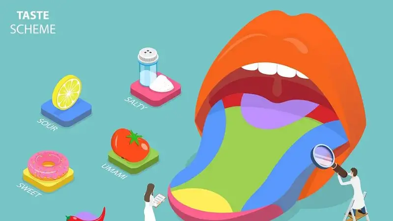 Drawing of tongue with types of tastes to the side