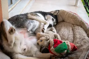 How Husky Sleeps Despite Having Expensive Beds Delights Viewers