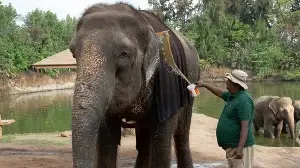 When wildlife needs more than rescue - Building a stronger health care system for animals