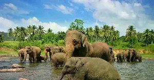 Discover the ancient elephant species that once roamed Vietnam.