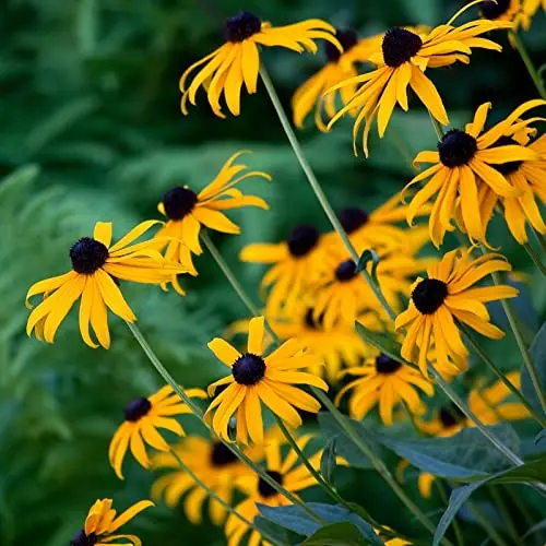 Clovers Garden Black Eyed Susan (rudeckia) Plants – Two (2) Live Plants – Non-Gmo - Not Seeds - Each 4
