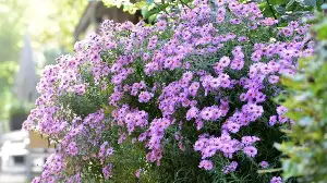 7 Plants to Grow in Pots Now to Revive Tired Containers and Keep Them Colorful Into Fall