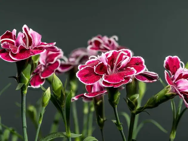 Elegante dunkelkarminrote und gedämpfte rosa Nelken auf schiefergrauem Hintergrund.