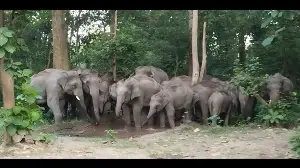Man-animal conflict: Dudhwa, WWF to radio-collar migratory wild elephants