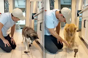 Golden retriever and husky team up for epic treat trick that has people in tears!