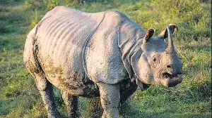 Global one-horned rhino population hits record 4,075; Assam has 80%, says minister
