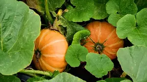 What to Do With Pumpkins in August for Bigger, Healthier Fruits This Fall