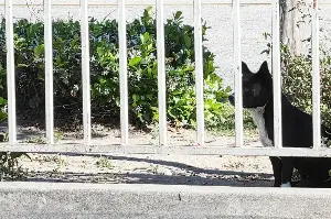 Small dog is too scared to let anyone near her – until one rescuer changes everything
