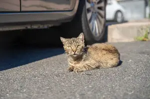 Kitten Found in McDonald’s Parking Lot, Then She Chooses Her Human